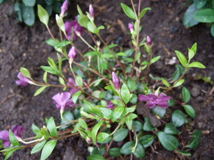 Vinca minor 'Atropurpurea' (Vinca minor 'Atropurpurea')