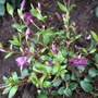 Vinca minor 'Atropurpurea'