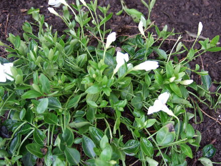 Vinca minor 'Gertrude Jekyll' (Vinca minor 'Gertrude Jekyll')
