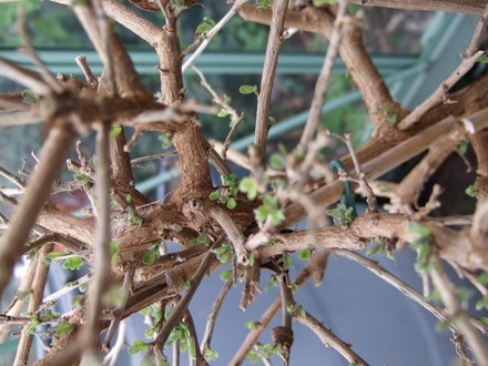 Solanum buds (Solanum rantonnetii (Royal Robe))