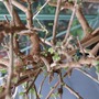 Solanum buds (Solanum rantonnetii (Royal Robe))