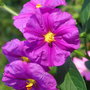 Solanum_close_up
