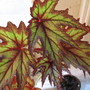 begonia Connie Boswell (begonia hybrid)