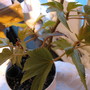 Begonia Lady Brown (begonia hybrid)