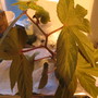 Begonia Lady Clare (begonia hybrid)