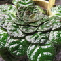 Petrocosmea begonnifolia (gesneriaceá)