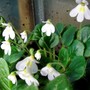 Petrocosmea barbata (gesneriaceá petrocosmea)