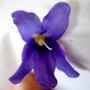 Petrocosmea nervosa flower (gesneriaceá)
