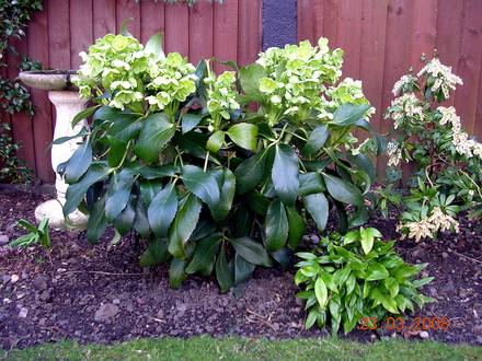 Helleborus argutifolius (Helleborus argutifolius (Corsican hellebore))