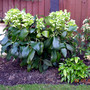 Helleborus argutifolius (Helleborus argutifolius (Corsican hellebore))