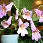 Chirita Stardust (gesneriaceá chirita)