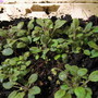 Alot of microsinningias, (gesneriaceá microsinningia)