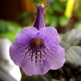 Minisinningia Hircon (gesneriaceá minisinningia)