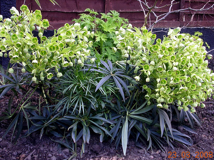 Helleborus foetidus 