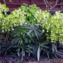 Helleborus foetidus "Wester flisk" (Helleborus argutifolius (Corsican hellebore))
