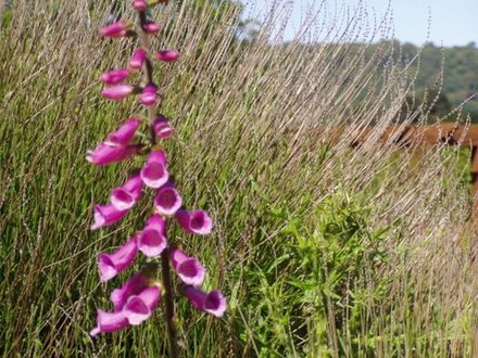 Foxglove (Digitalis purpurea)