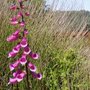 Digitalis purpurea