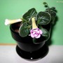 Minisinningia Caitlin (gesneriaceá minisinningia)