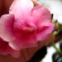 Minisinningia Rosy Ellen (gesneriaceá minisinningia)
