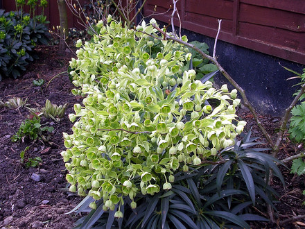 Helleborus foetidus 