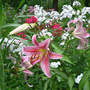Lilium_star_gazer_phlox_beautiful_7-21-06_med