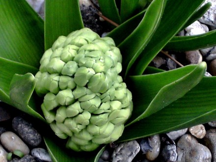 Fat Hyacinth (Hyacinthus orientalis (Hyacinth))