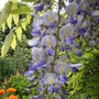 Wisteria Sinensis
