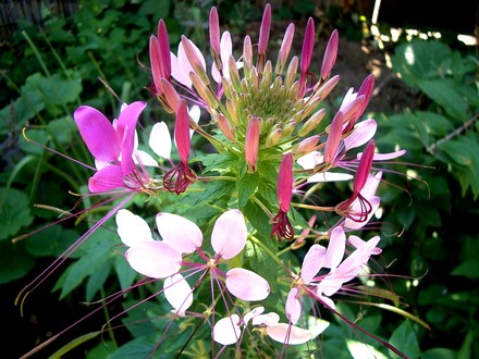 Cleome Summer 2007 (Cleome hassleriana (Spider flower))