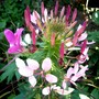 Cleome Summer 2007 (Cleome hassleriana (Spider flower))