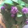 2african_violet0407.jpg