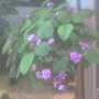a.violet0907.jpg
