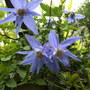 Clematis Alpina