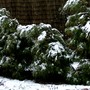 Weight of snow. (Thuja occidentalis (White cedar))