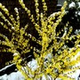 Forsythia looks interesting with snow. (Forsythia Intermedia)