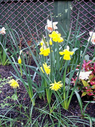Spring Daffodils
