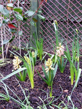 Hyacinths