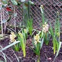 Hyacinths