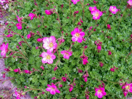Saxifraga (Saxifraga x arendsii)