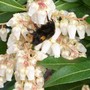 big bumble bee (Pieris japonica (Lily of the valley bush))
