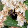 bee on pieris flower (Pieris japonica (Lily of the valley bush))