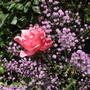 Garden_aug_2007_001