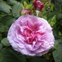Rosa President de Seze