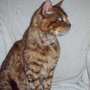 Found Cat???