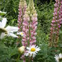 A garden flower photo