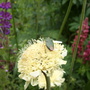 Shield Bug on Yellow Scabious