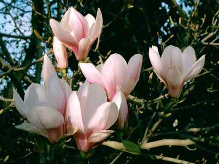 Magnolia X soulangiana