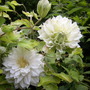 Clematis Arctic Queen,