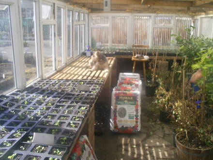 bedding plants in alottment greenhouse