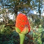 Arisaema seedhead