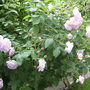 Rosa Blush Noisette